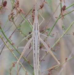 Acrida conica (Giant green slantface) at Tharwa, ACT - 1 Feb 2014 by MichaelBedingfield