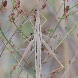 Acrida conica at Tharwa, ACT - 1 Feb 2014