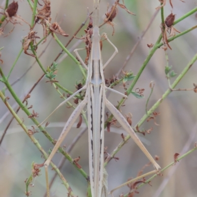 Acrida conica (Giant green slantface) at Point Hut to Tharwa - 1 Feb 2014 by michaelb