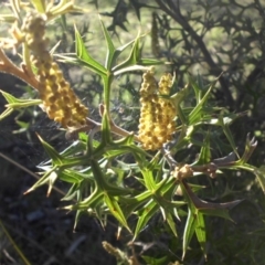 Grevillea ramosissima subsp. ramosissima (Fan Grevillea) at Majura, ACT - 13 Aug 2016 by SilkeSma