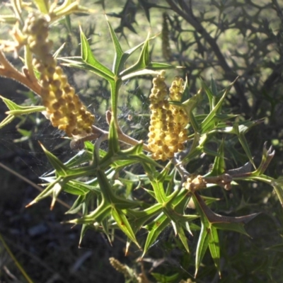 Grevillea ramosissima subsp. ramosissima (Fan Grevillea) at Mount Ainslie - 13 Aug 2016 by SilkeSma