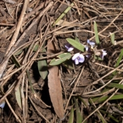 Hovea heterophylla (Common Hovea) at Majura, ACT - 14 Aug 2016 by SilkeSma