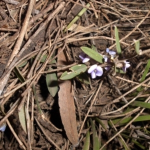 Hovea heterophylla at Majura, ACT - 14 Aug 2016