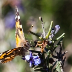 Vanessa kershawi (Australian Painted Lady) at Murrumbateman, NSW - 14 Aug 2016 by SallyandPeter