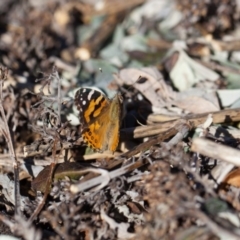 Vanessa kershawi at Murrumbateman, NSW - 14 Aug 2016