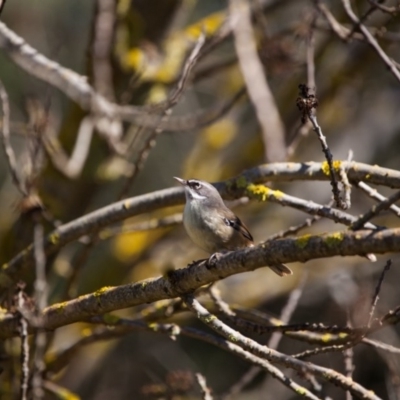 Sericornis frontalis (White-browed Scrubwren) at Murrumbateman, NSW - 13 Aug 2016 by SallyandPeter