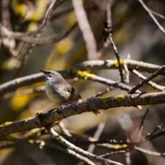 Sericornis frontalis at Murrumbateman, NSW - 14 Aug 2016