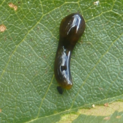 Caliroa cerasi (Pear and cherry slug) at Isaacs, ACT - 19 Mar 2011 by galah681