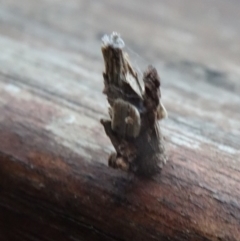 Psychidae (family) IMMATURE (Unidentified case moth or bagworm) at Isaacs, ACT - 13 Feb 2015 by galah681