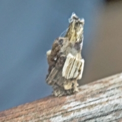 Psychidae (family) IMMATURE at Isaacs, ACT - 13 Feb 2015 05:54 PM