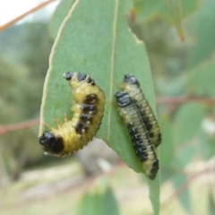 Paropsis atomaria (Eucalyptus leaf beetle) at Tidbinbilla Nature Reserve - 19 Mar 2011 by galah681