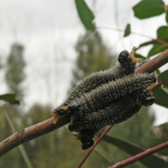 Perga sp. (genus) (Sawfly or Spitfire) at Paddys River, ACT - 21 Oct 2006 by galah681