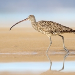 Numenius madagascariensis (Eastern Curlew) at Merimbula, NSW - 14 Aug 2016 by Leo