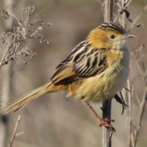 Cisticola exilis at Coombs, ACT - 14 Aug 2016