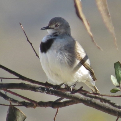 Epthianura albifrons (White-fronted Chat) at Hume, ACT - 14 Aug 2016 by JohnBundock