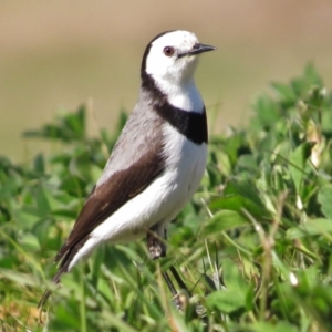 Epthianura albifrons at Molonglo Valley, ACT - 14 Aug 2016