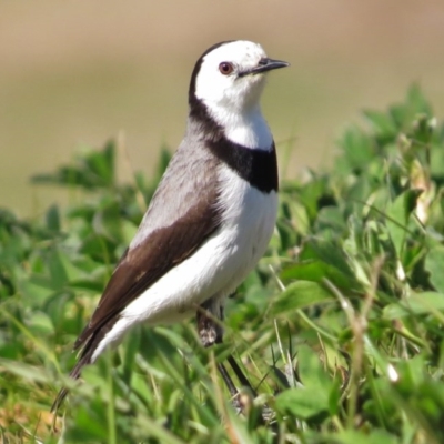 Epthianura albifrons (White-fronted Chat) at National Arboretum Forests - 14 Aug 2016 by JohnBundock