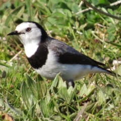 Epthianura albifrons at Molonglo Valley, ACT - 14 Aug 2016