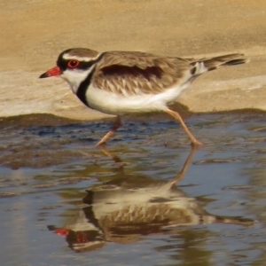 Charadrius melanops at Coombs, ACT - 14 Aug 2016