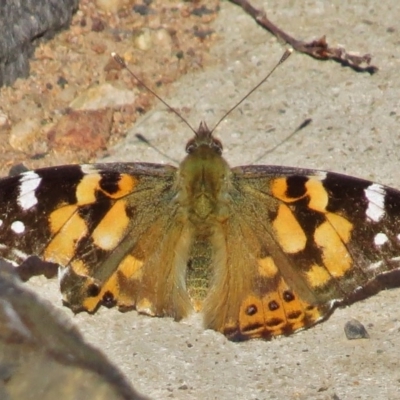 Vanessa kershawi (Australian Painted Lady) at Coombs, ACT - 13 Aug 2016 by JohnBundock