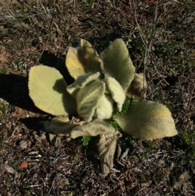 Verbascum thapsus subsp. thapsus (Great Mullein, Aaron's Rod) at QPRC LGA - 14 Aug 2016 by Speedsta