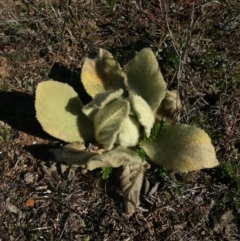 Verbascum thapsus subsp. thapsus (Great Mullein, Aaron's Rod) at Burra, NSW - 14 Aug 2016 by Speedsta