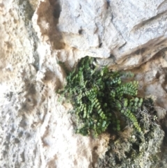 Asplenium trichomanes (Common Spleenwort) at Burra, NSW - 14 Aug 2016 by Speedsta