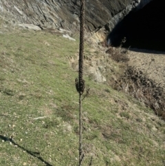 Verbascum thapsus subsp. thapsus (Great Mullein, Aaron's Rod) at Googong Foreshore - 14 Aug 2016 by Speedsta