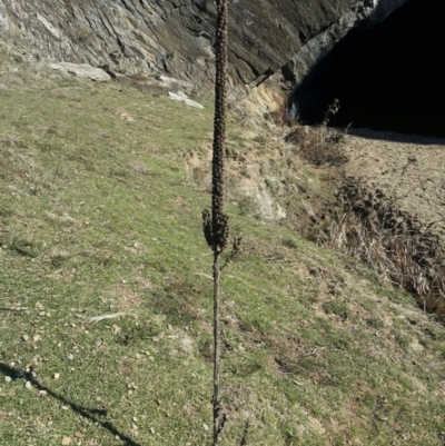 Verbascum thapsus subsp. thapsus (Great Mullein, Aaron's Rod) at Burra, NSW - 14 Aug 2016 by Speedsta