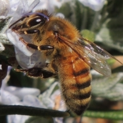 Apis mellifera (European honey bee) at Conder, ACT - 13 Sep 2015 by michaelb