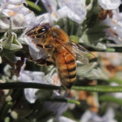 Apis mellifera at Conder, ACT - 13 Sep 2015