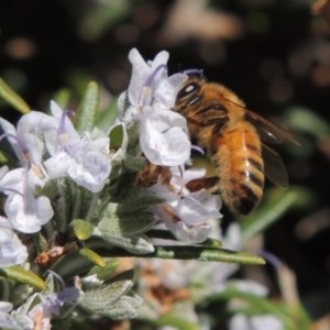 Apis mellifera at Conder, ACT - 13 Sep 2015