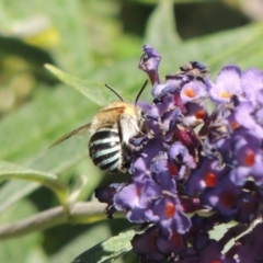 Amegilla (Zonamegilla) asserta (Blue Banded Bee) at Conder, ACT - 3 Feb 2015 by michaelb