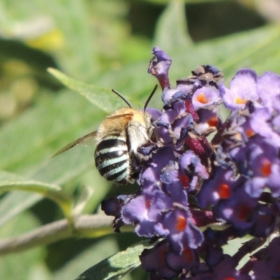 Amegilla (Zonamegilla) asserta (Blue Banded Bee) at Conder, ACT - 3 Feb 2015 by MichaelBedingfield