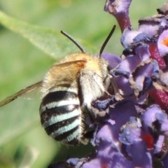 Amegilla (Zonamegilla) asserta at Pollinator-friendly garden Conder - 3 Feb 2015 05:21 PM