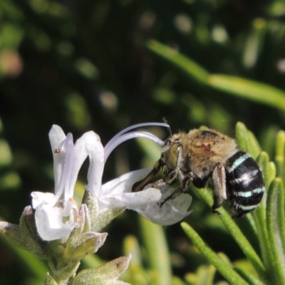 Amegilla (Zonamegilla) asserta (Blue Banded Bee) at Conder, ACT - 11 Apr 2015 by MichaelBedingfield