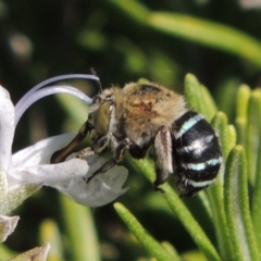 Amegilla (Zonamegilla) asserta at Pollinator-friendly garden Conder - 11 Apr 2015