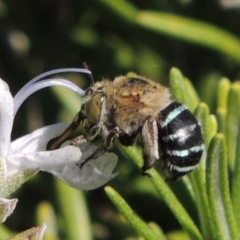 Amegilla (Zonamegilla) asserta at Conder, ACT - 11 Apr 2015