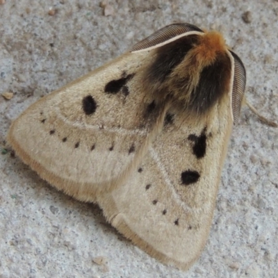 Anthela ocellata (Eyespot Anthelid moth) at Pollinator-friendly garden Conder - 11 Mar 2014 by michaelb