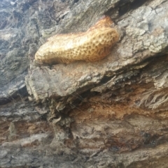 Hexagonia vesparia (Wasp Nest Polypore) at Queanbeyan West, NSW - 13 Jan 2016 by Speedsta