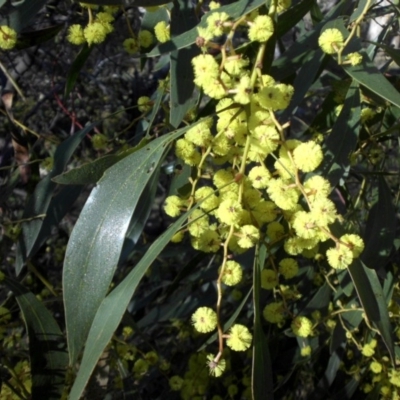 Acacia pycnantha (Golden Wattle) at Majura, ACT - 15 Aug 2016 by SilkeSma