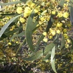 Acacia pycnantha at Majura, ACT - 15 Aug 2016