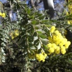 Acacia vestita (Hairy Wattle) at Majura, ACT - 15 Aug 2016 by SilkeSma