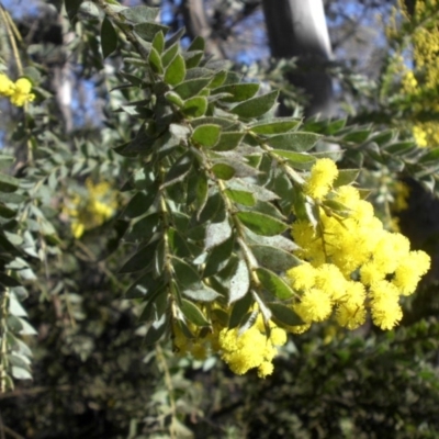 Acacia vestita (Hairy Wattle) at Majura, ACT - 15 Aug 2016 by SilkeSma