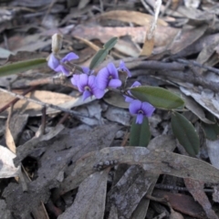 Hovea heterophylla (Common Hovea) at Mount Ainslie - 15 Aug 2016 by SilkeSma