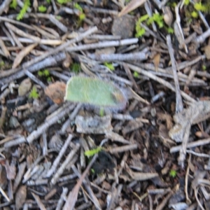 Caladenia sp. at Canberra Central, ACT - 15 Aug 2016