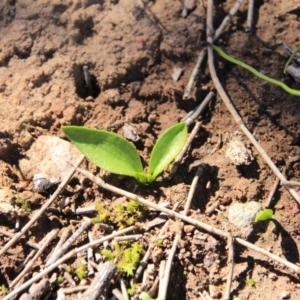 Ophioglossum lusitanicum at Canberra Central, ACT - 15 Aug 2016