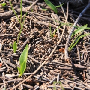 Ophioglossum lusitanicum at Canberra Central, ACT - 15 Aug 2016 11:12 AM