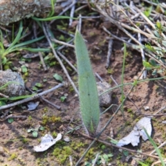 Caladenia sp. (A Caladenia) at Canberra Central, ACT - 15 Aug 2016 by petersan