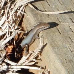 Lampropholis delicata (Delicate Skink) at Melba, ACT - 28 May 2016 by PeteWoodall